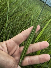 Urochloa brizantha, photograph (c) Marcelo Venturi, some rights reserved (CC BY-SA)