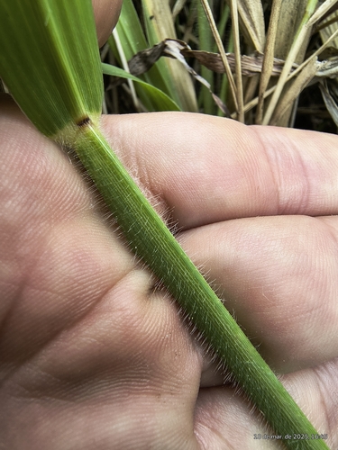Urochloa brizantha, photograph 4