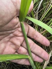 Urochloa brizantha, photograph (c) Marcelo Venturi, some rights reserved (CC BY-SA)