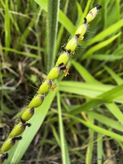 Urochloa brizantha, photograph (c) Marcelo Venturi, some rights reserved (CC BY-SA)