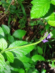 Stachytarpheta urticifolia