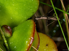 Micrelytra fossularum