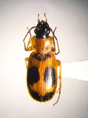 Badister neopulchellus