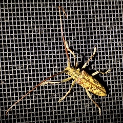 Monochamus marmorator