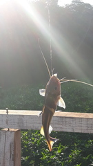 Pimelodus ornatus