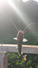 Pimelodus ornatus