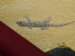 Tarentola mauritanica