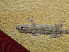 Tarentola mauritanica