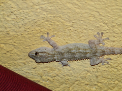 Tarentola mauritanica