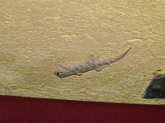 Tarentola mauritanica