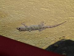 Tarentola mauritanica