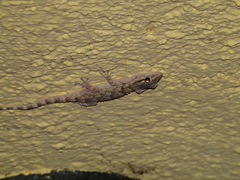 Tarentola mauritanica