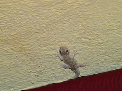 Tarentola mauritanica