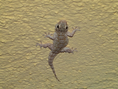 Tarentola mauritanica