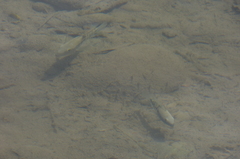 Herichthys pantostictus