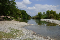 Herichthys pantostictus