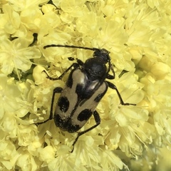 Judolia instabilis