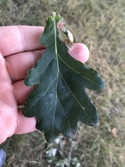Quercus robur