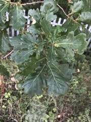 Quercus robur