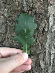 Quercus robur