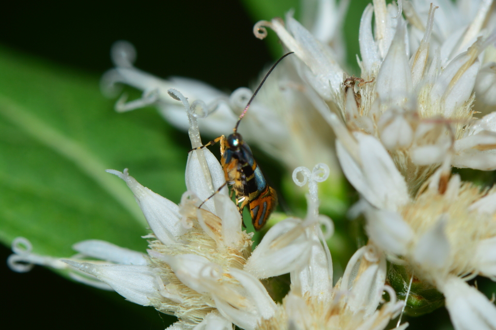 Epicroesa bellatula