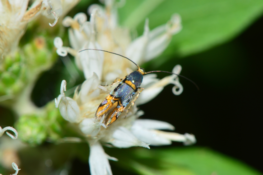 Epicroesa thiasarcha