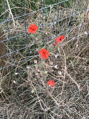 Papaver rhoeas