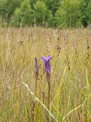 Gentianopsis detonsa