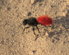 Dasymutilla magnifica