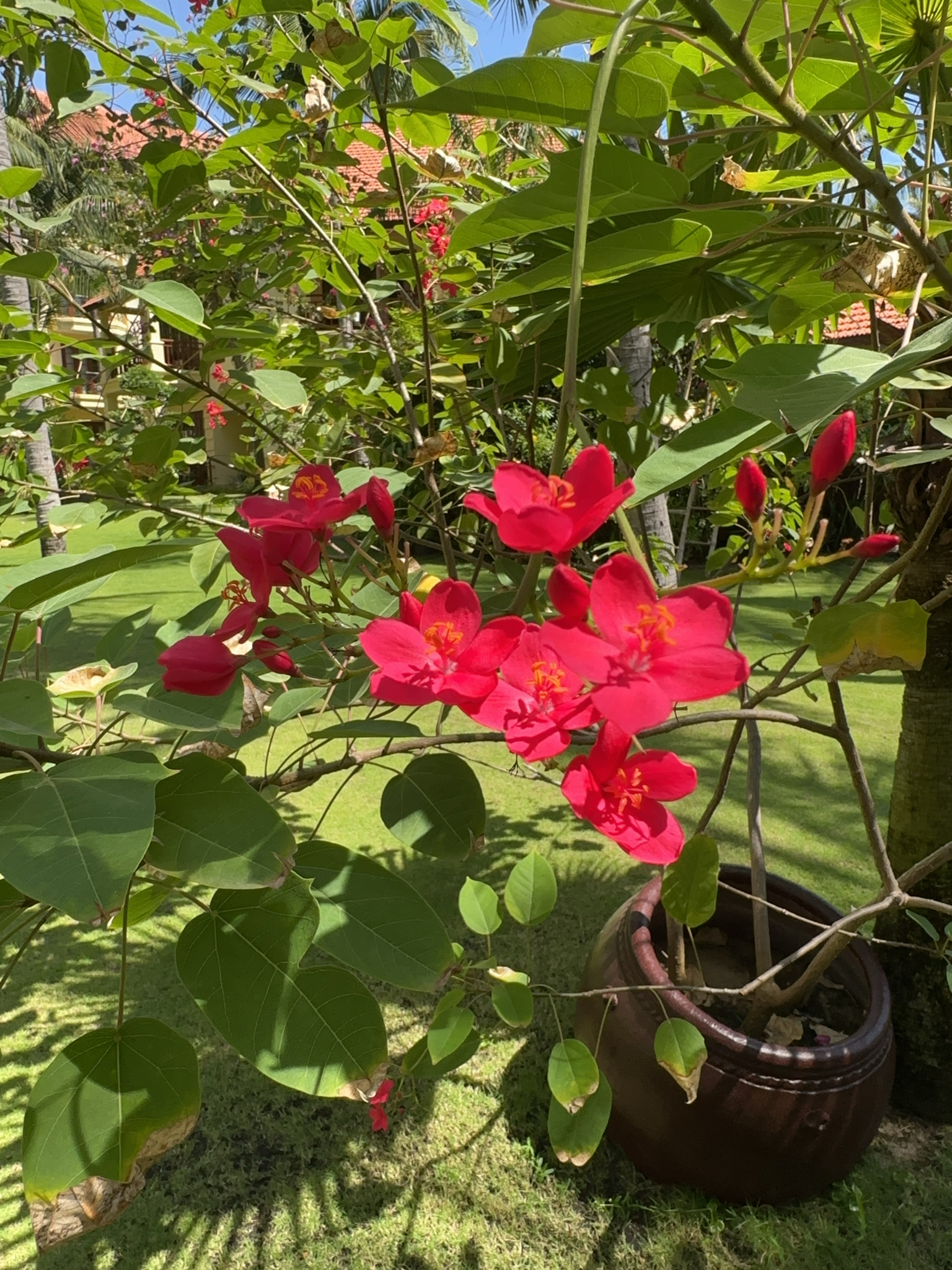 Jatropha integerrima — ảnh 2