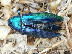 Buprestini