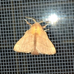 Malacosoma disstria