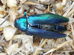 Buprestini