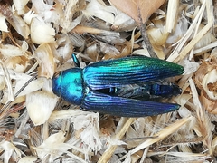 Buprestini