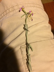 Malcolmia littorea