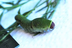 Papilio glaucus