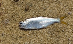 Anchovia clupeoides