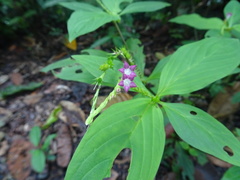 Spigelia