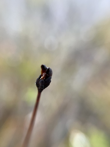Image of Xyris operculata by (c) sblumen, some rights reserved (CC BY)