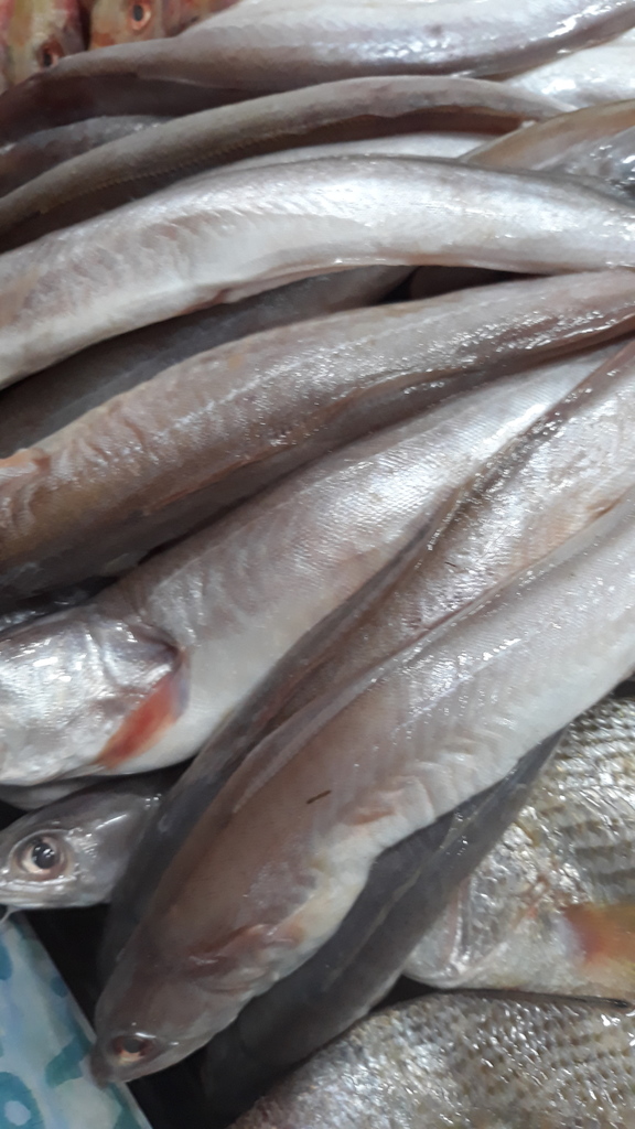 Argentine hake (Merluccius hubbsi) — Merlucciidae