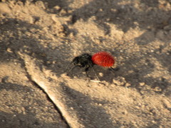 Dasymutilla magnifica