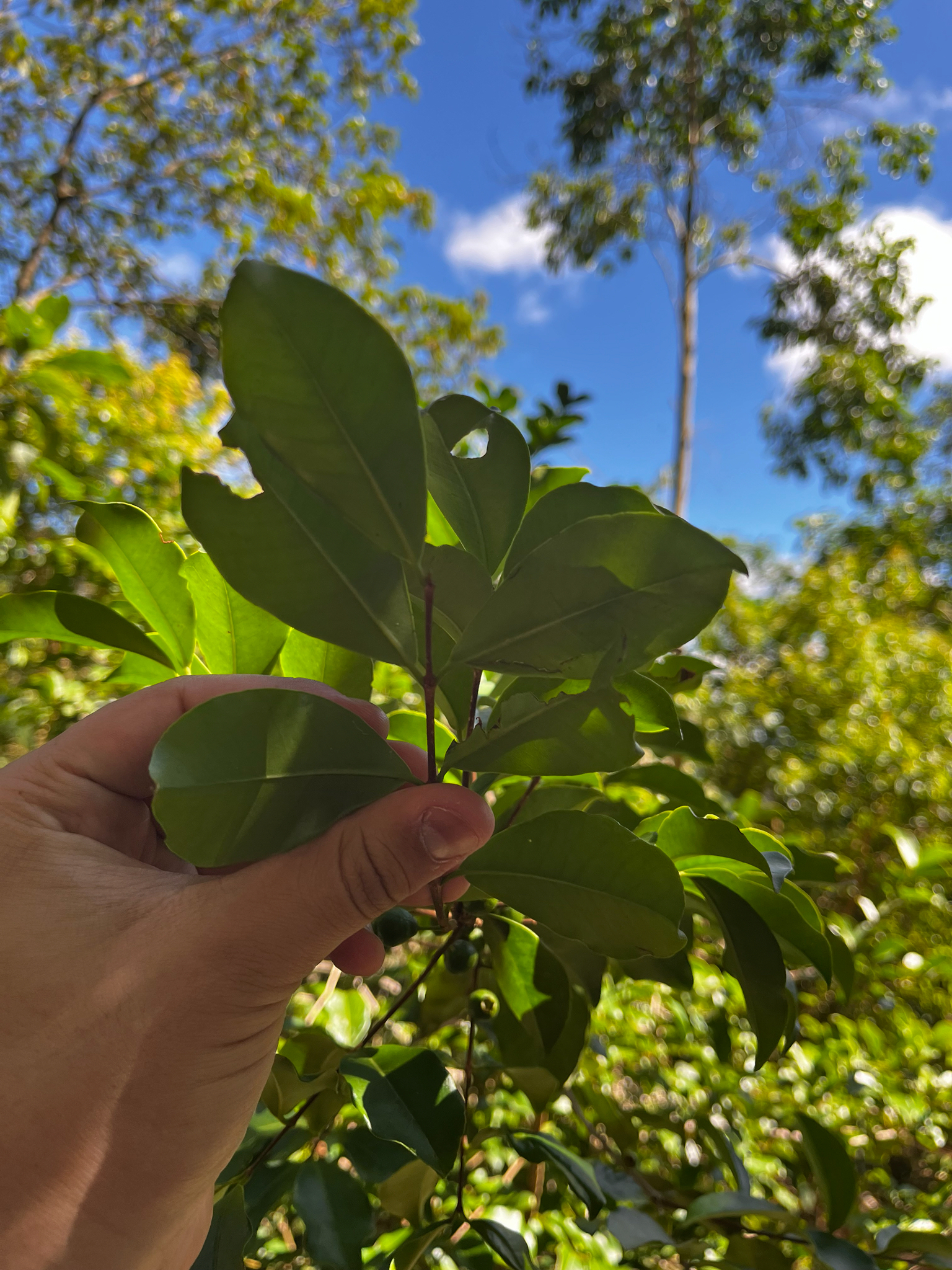 Imagem de Araçauna