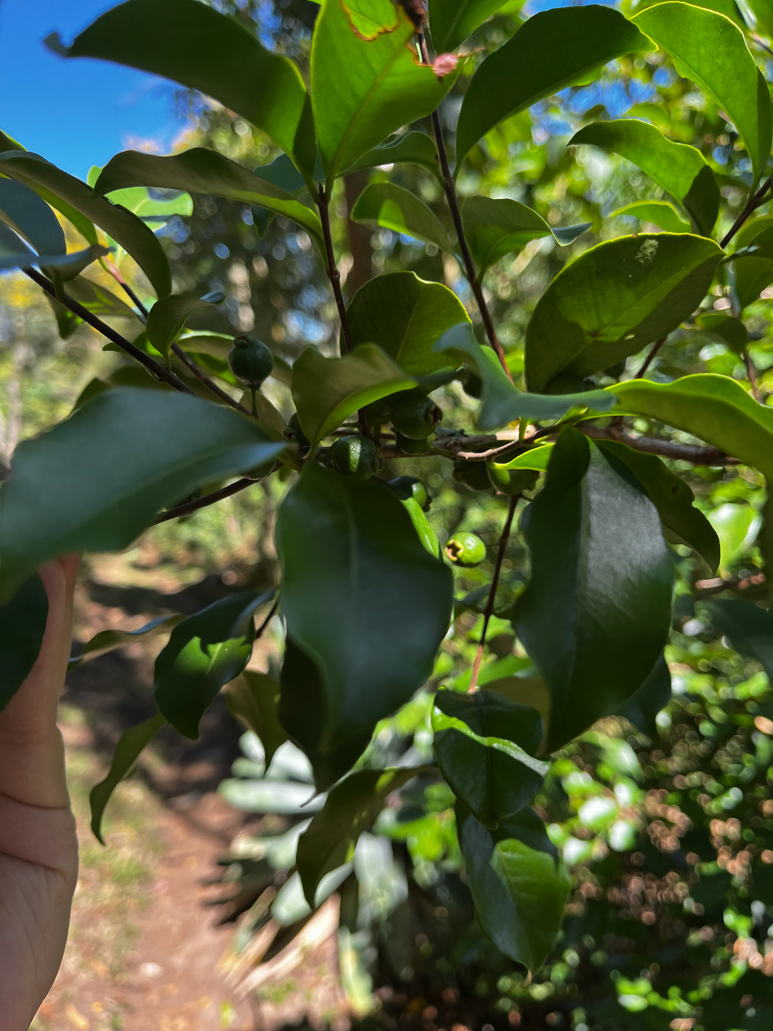 Imagem de Araçauna