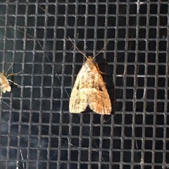 Hypenodes fractilinea