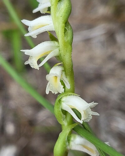 Spring lady's tresses (Spiranthes vernalis)