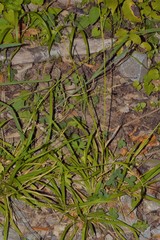 Carex sylvatica sylvatica