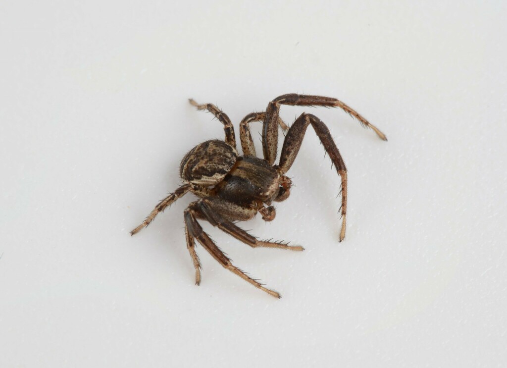 Xysticus robinsoni
