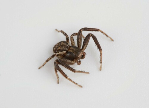 Xysticus robinsoni