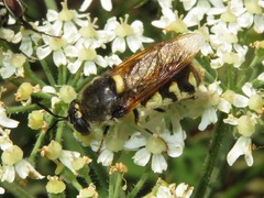 Stratiomys singularior