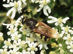 Stratiomys singularior